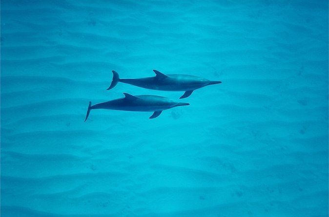 Oahu: Swim with Dolphins on the West Coast - In-Water Dolphin Encounters: Rules First, Then Hope for the Pod