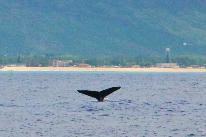 Oahu: Swim with Dolphins on the West Coast - Snorkeling for Turtles, Fish, and Reef Life