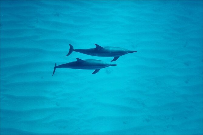 Oahu: Swim with Dolphins on the West Coast - Lunch on the Catamaran: Simple, Included, and Convenient