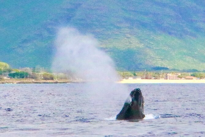 Oahu: Swim with Dolphins on the West Coast - Price and Value: What $187.43 Buys You (and What It Does Not)