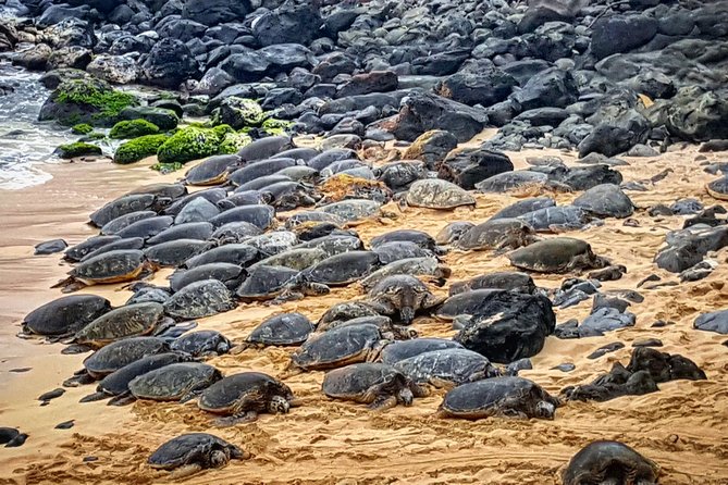 Oahu to Maui 1 Day Trip : Road to Hana Day Trip from Oahu with Air Ticket - Hana Highway Stops: Lava, Points, Waterfalls, and Turtle Spotting