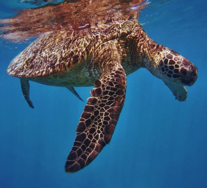 Oahu: Turtle Canyon Snorkeling Boat Tour - Key points before you go