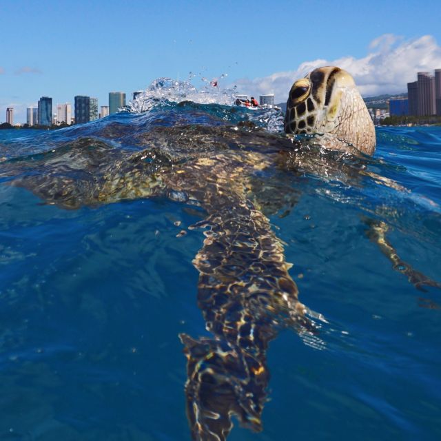 Oahu: Turtle Canyon Snorkeling Boat Tour - Back on Board: Snacks, Fruit, Chilled Drinks, and a Smoother Ride Home