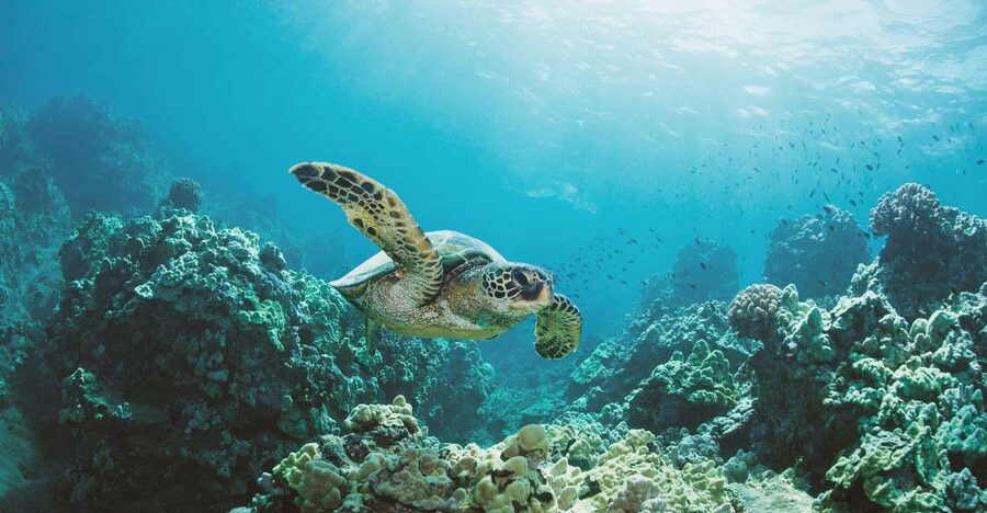 Oahu: Turtle Canyon Snorkeling Boat Tour - Value Check: Is $85 Worth It for a 2-Hour Turtle Canyon Trip?
