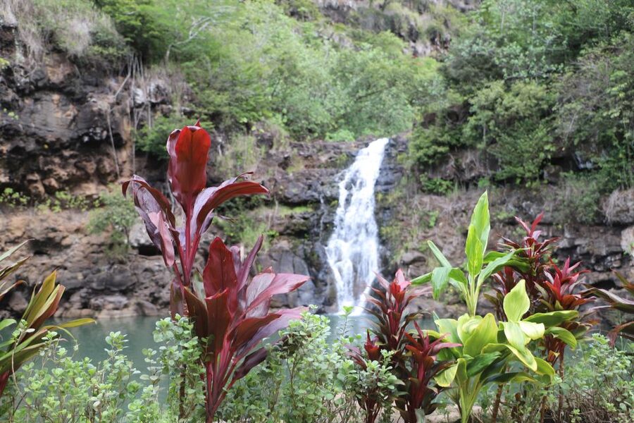 Oahu: Valley of Waimea Falls Swim & Hike with Lunch & Dole - Key highlights to know before you go