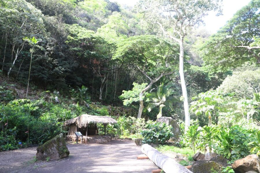 Oahu: Valley of Waimea Falls Swim & Hike with Lunch & Dole - Lunch at Waimea Valley, wraps in a pretty setting