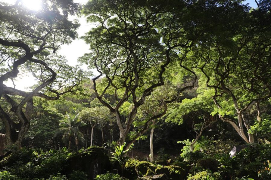 Oahu: Valley of Waimea Falls Swim & Hike with Lunch & Dole - Dole Plantation stop, touristy but still fun for some people