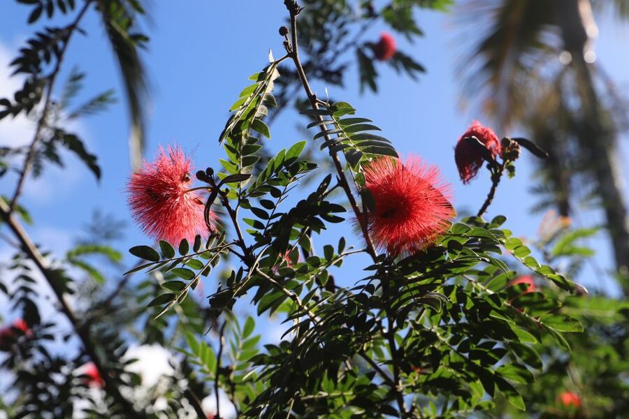 Oahu: Valley of Waimea Falls Swim & Hike with Lunch & Dole - What to bring so you actually enjoy the water