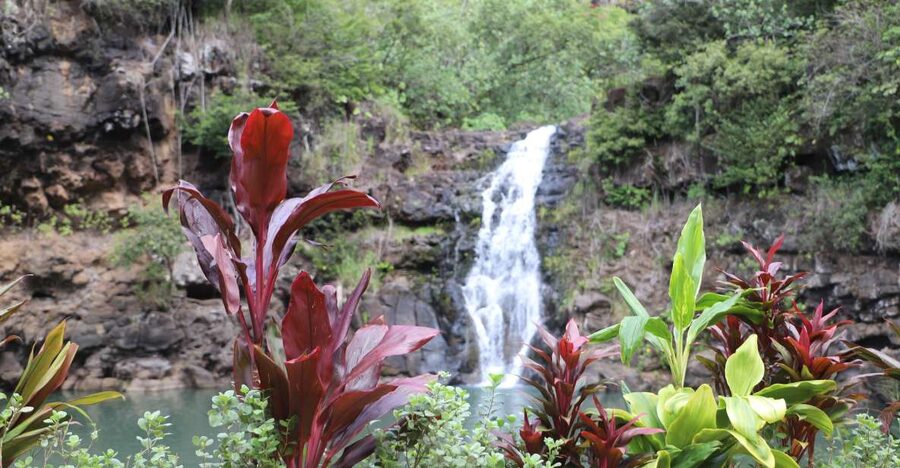 Oahu: Valley of Waimea Falls Swim & Hike with Lunch & Dole - Greenworld Coffee Farm breakfast, the right kind of start