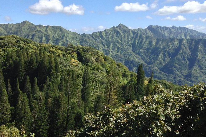 Oahu Volcanic Rainforest Hiking Adventure - What to wear and how to avoid bug bites and slip-ups
