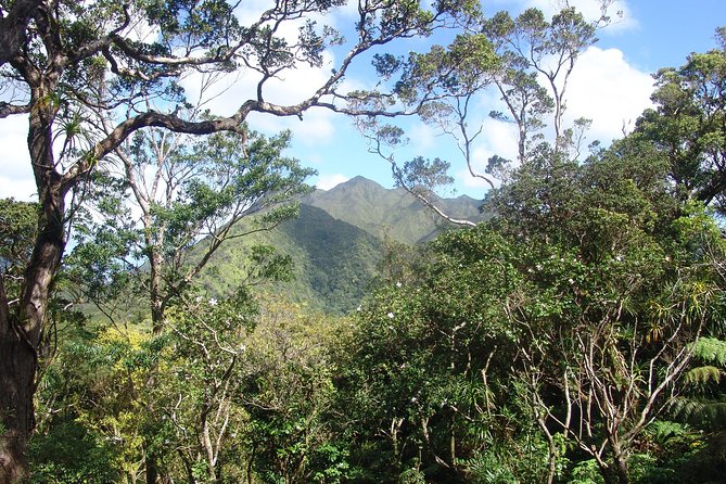 Oahu Volcanic Rainforest Hiking Adventure - The trek itself: a 2.5 mile one-way hike through wet volcanic terrain