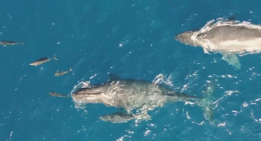 Oahu: Waikiki BYOB Sunset Cruise - What You’ll See on the Water, Diamond Head to Possible Turtles and Whales