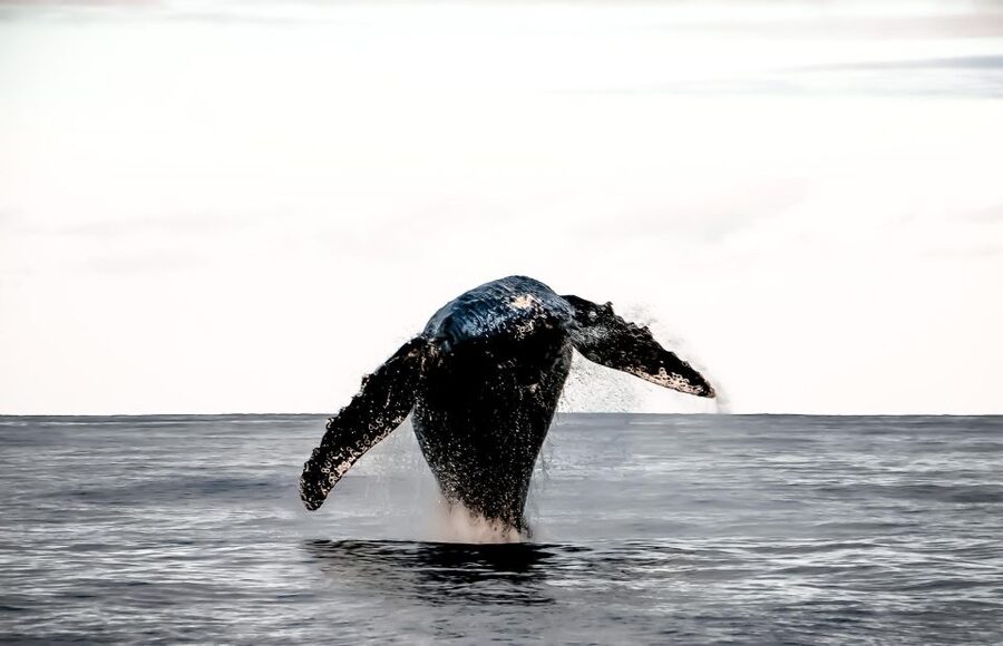 Oahu: Waikiki BYOB Sunset Cruise - Whale Season on Oahu: What Changes in November Through March