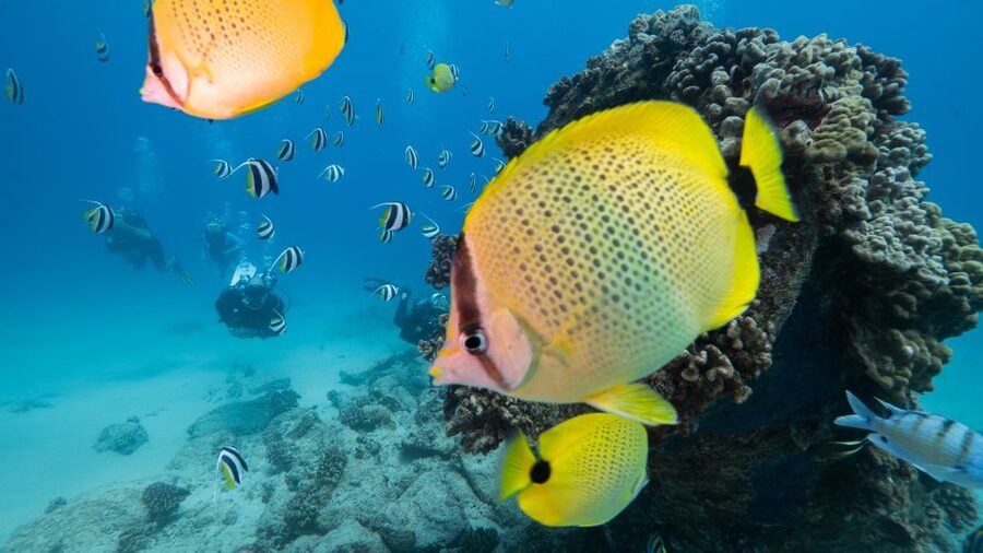 Oahu: Waikiki Discovery Scuba Diving for Beginners - Two Reef Stops Near Honolulu: What Your Underwater Time Looks Like