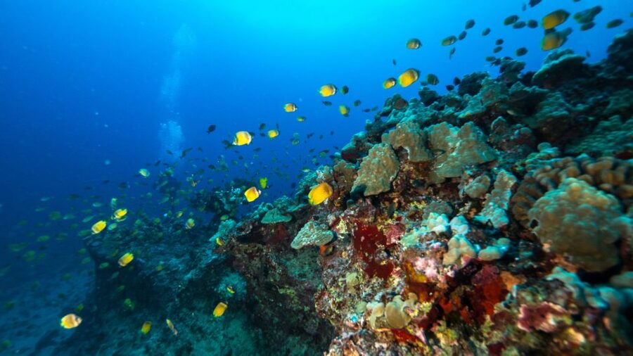 Oahu: Waikiki Discovery Scuba Diving for Beginners - FAQ