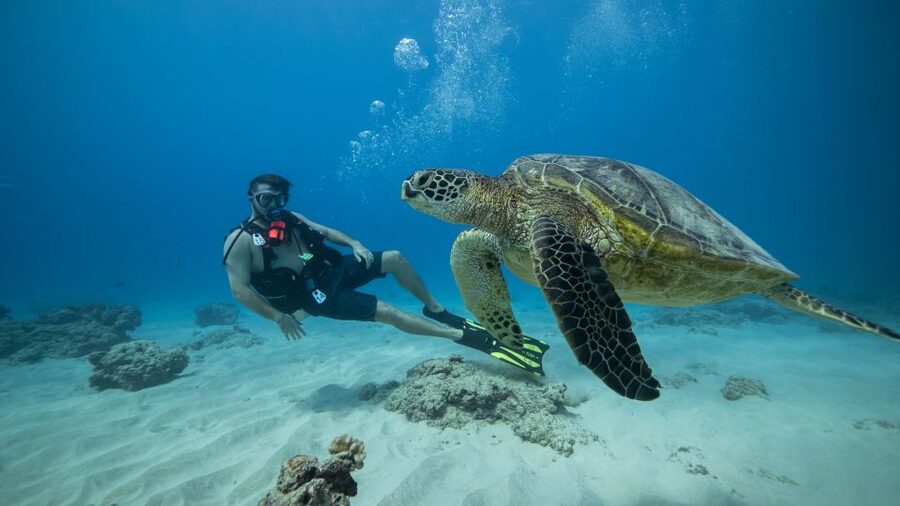 Oahu: Waikiki Discovery Scuba Diving for Beginners - Premier Gear and Skills Practice Before You Go Under