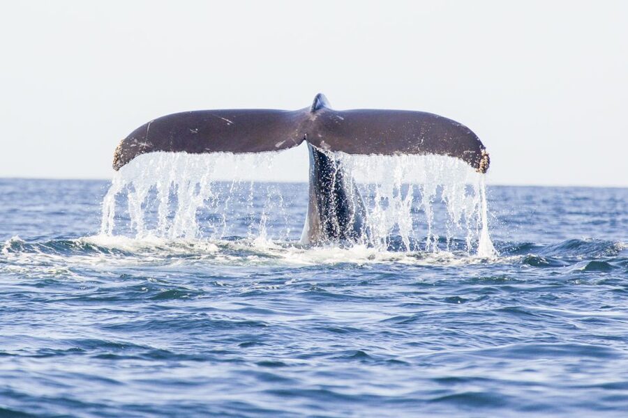 Oahu: Waikiki Eco-Friendly Afternoon Whale Watching Trip - The catamaran layout: shaded spots, open-air views, and restrooms
