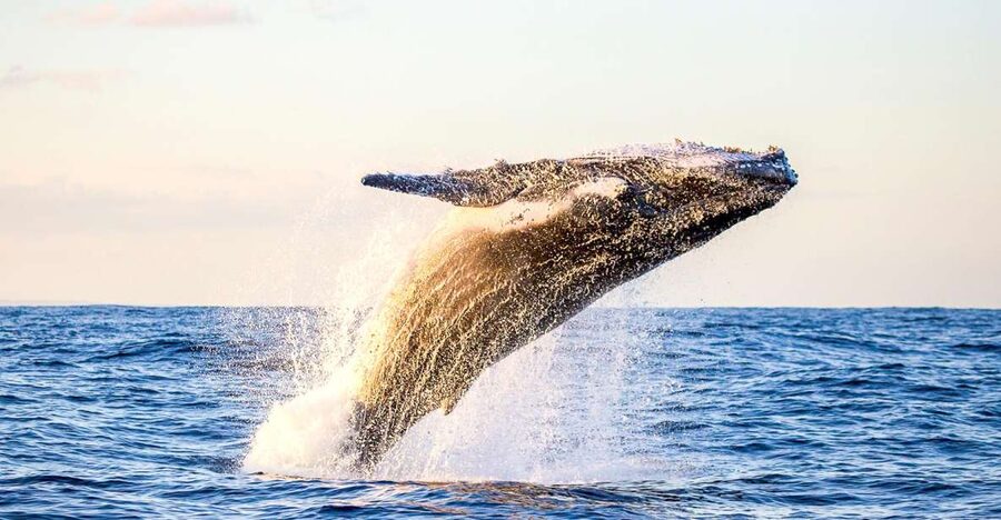 Oahu: Waikiki Eco-Friendly Morning Whale Watching Cruise - Key Things to Know Before You Go