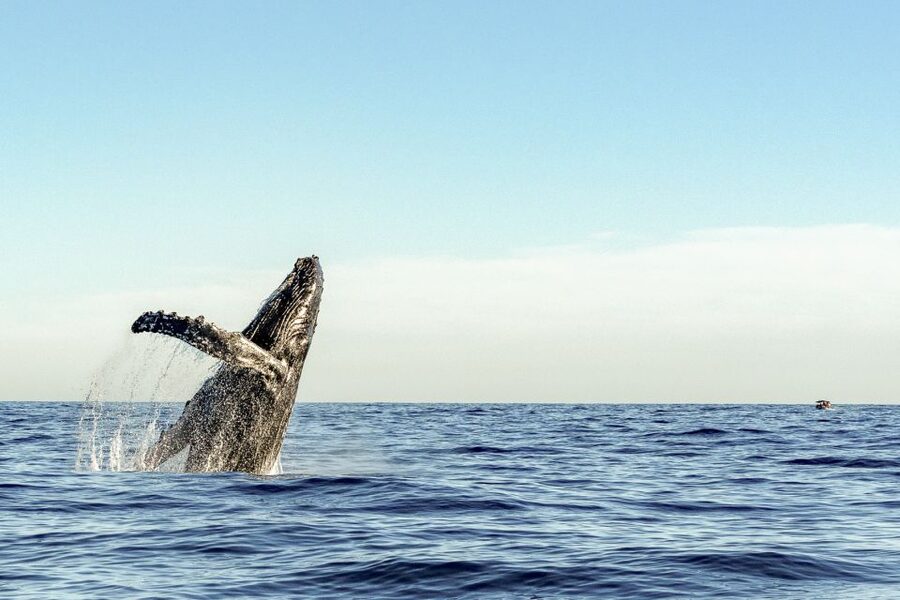Oahu: Waikiki Eco-Friendly Morning Whale Watching Cruise - Where the Cruise Starts: Kewalo Basin and the Honu Lani Slip