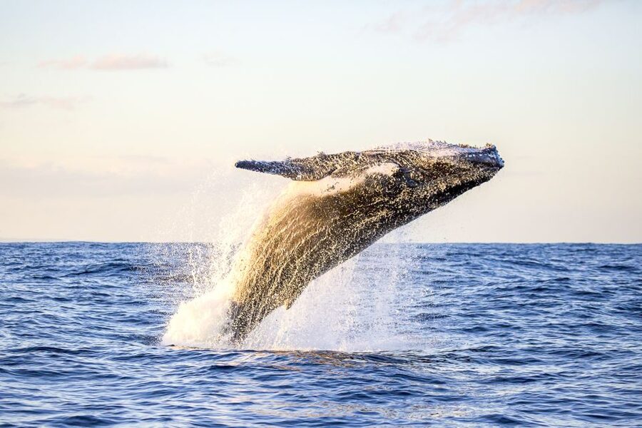 Oahu: Waikiki Eco-Friendly Morning Whale Watching Cruise - Whale Watching in Practice: What You’re Looking For