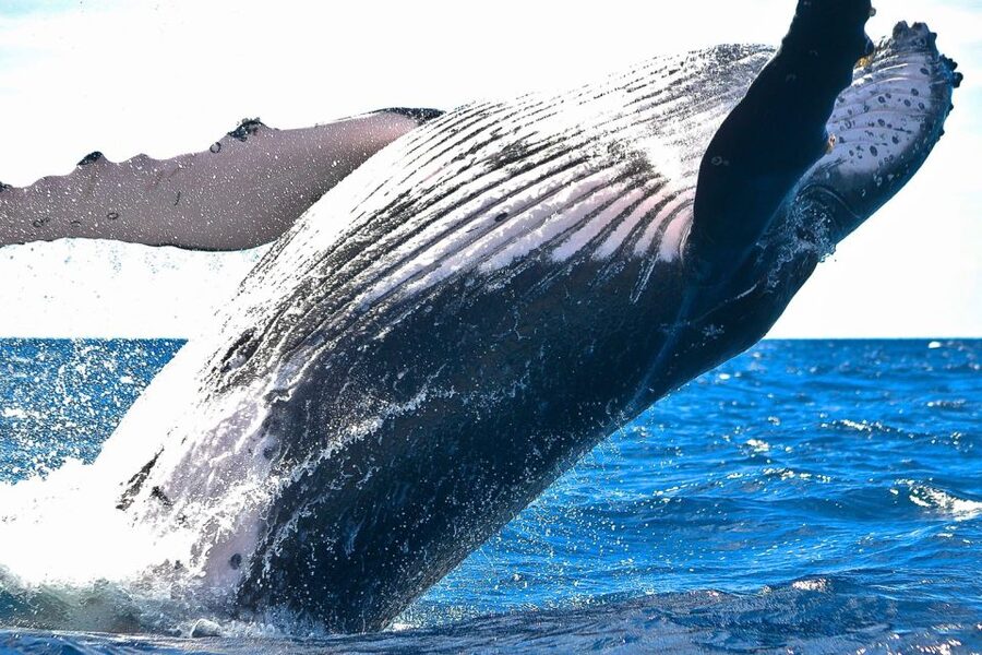 Oahu: Waikiki Eco-Friendly Morning Whale Watching Cruise - Crew Energy and Whale Facts, with Names You Might Hear
