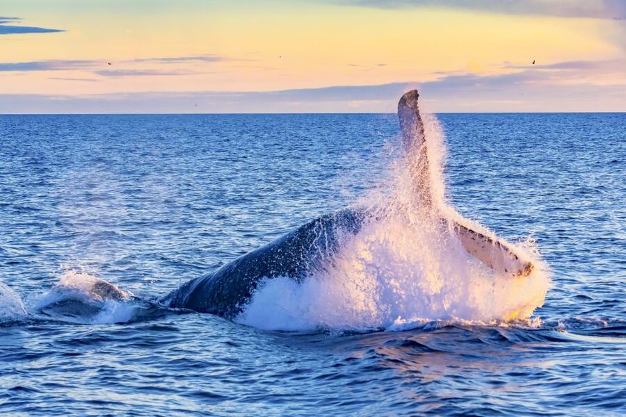 Oahu: Waikiki Eco-Friendly Morning Whale Watching Cruise - Quick Reality Check: The Whale Outcome Depends on Mother Ocean