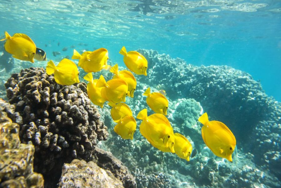 Oahu: Waikiki Glass Bottom Boat Sunset Cruise - Music, Vibe, and How the Crew Shapes the Experience