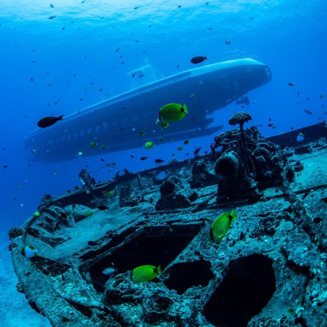 Oahu: Waikiki Submarine Tour - What marine life you can realistically expect to see