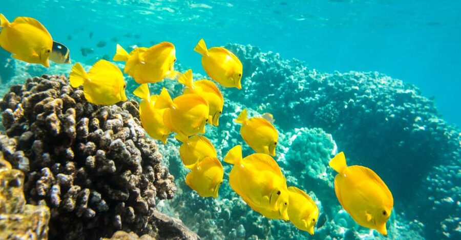 Oahu: Waikiki Turtle Snorkel Sail - Waikiki Turtle Snorkel Sail: The Best Part Is the Two-in-One Plan