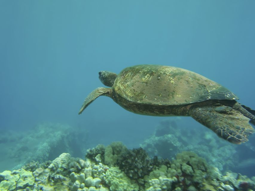 Oahu: Waikiki Turtle Snorkel Sail - Food, Drinks, and the Little Comfort Wins You Don’t Want to Skip