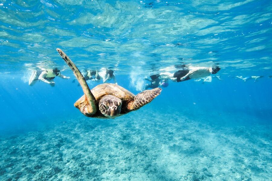 Oahu: Waikiki Turtle Snorkeling Adventure - Island Princess Catamaran, Waikiki’s Turtle Snorkel Day
