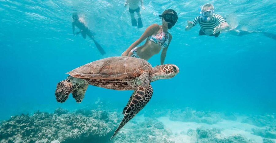 Oahu: Waikiki Turtle Snorkeling Adventure - Diamond Head and Waikiki views from the water