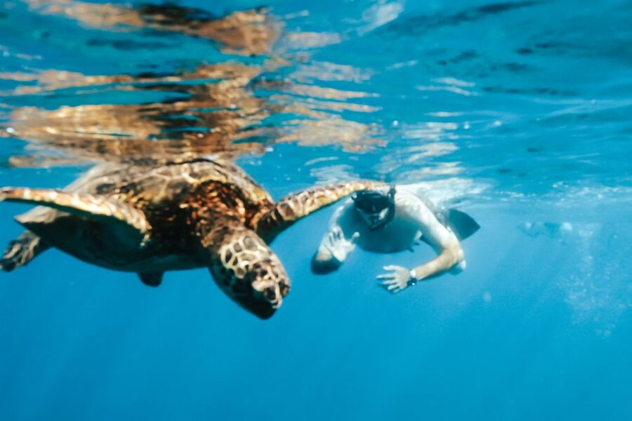 Oahu: Waikiki Turtle Snorkeling Adventure - The 150 minutes, how the day flows