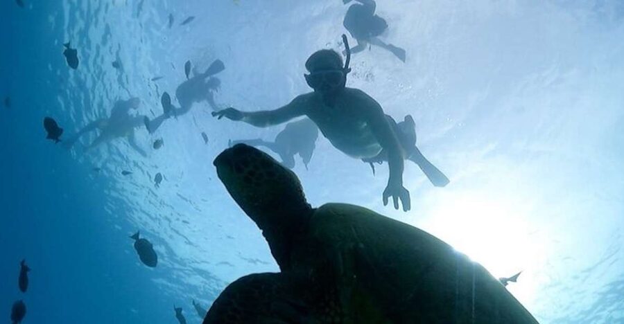 Oahu: Waikiki Turtle Snorkeling Adventure Cruise - Pink-Sailed Catamaran Time Off Waikiki