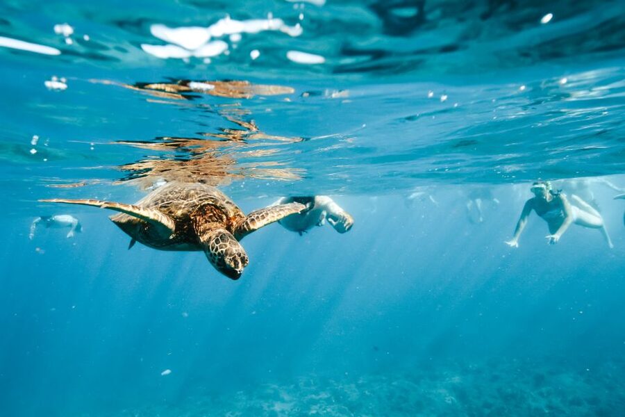 Oahu: Waikiki Turtle Snorkeling Adventure - The turtle sanctuary moment, Honu in warm water