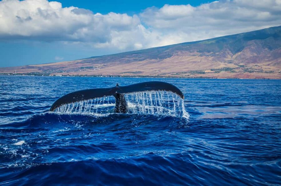 Oahu: Waikiki Whale Watching Cruise - Why This Waikiki Whale Cruise Feels Different From a Typical Boat Trip