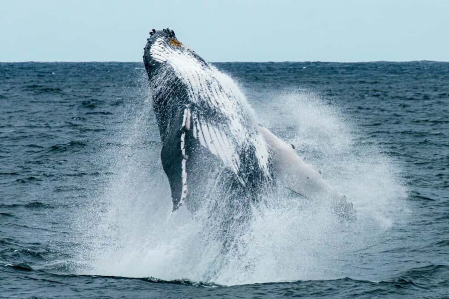Oahu: Waikiki Whale Watching Cruise - What the Naturalist Guides Help You Notice