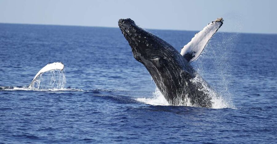 Oahu: Waikiki Whale Watching Tour-Donut and Coffee Included - Key highlights worth getting excited about