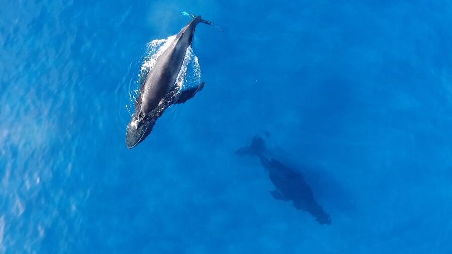 Oahu: Waikiki Whale Watching Tour-Donut and Coffee Included - Getting on the water: the boat and the tone of the trip
