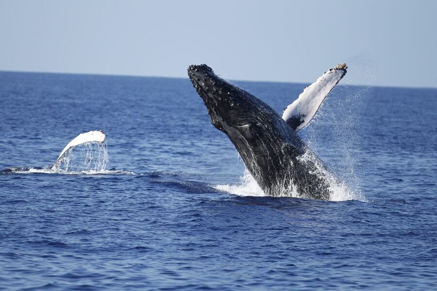 Oahu: Waikiki Whale Watching Tour-Donut and Coffee Included - Safety briefing (15 minutes): short, focused, worth your attention