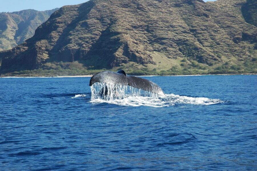 Oahu: Waikiki Whale Watching Tour-Donut and Coffee Included - Pickup in Waikiki and the ride to Kewalo Basin Harbor