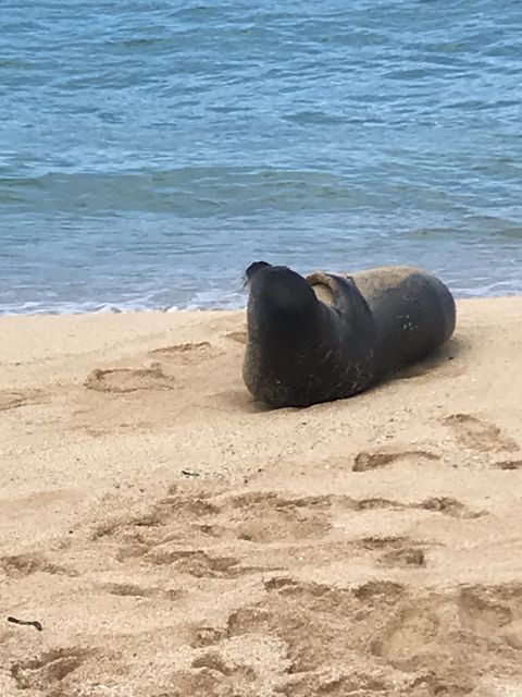 Oahu: Waimea Falls & valley & North Shore day - Local makers and real Hawaiian treasures: tiki carvings and seaglass artwork