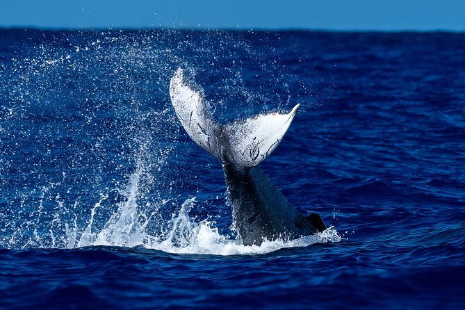 Oahu Whale Watch Tour & Waikiki Sunset Boat Tour - Key things to notice before you go