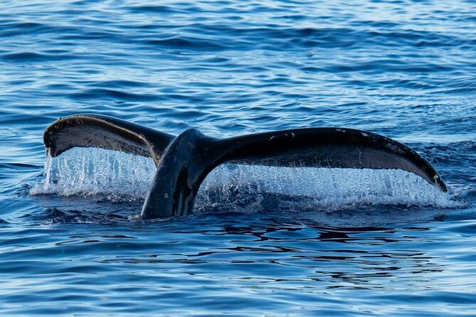 Oahu Whale Watch Tour & Waikiki Sunset Boat Tour - Why this Oahu whale watch feels worth your time