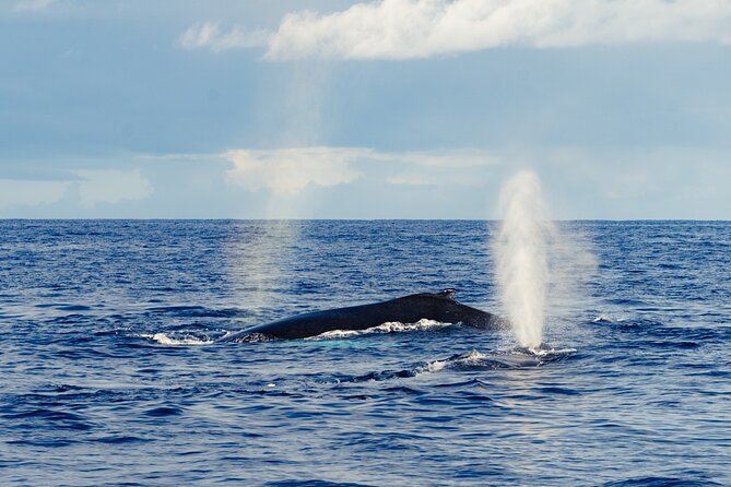 Oahu Whale Watch Tour & Waikiki Sunset Boat Tour - Waikiki views, sunset timing, and staying comfortable on a boat