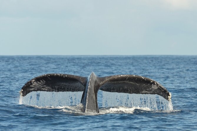 Oahu Whale Watch Tour & Waikiki Sunset Boat Tour - What’s included, and how to think about the $80 price