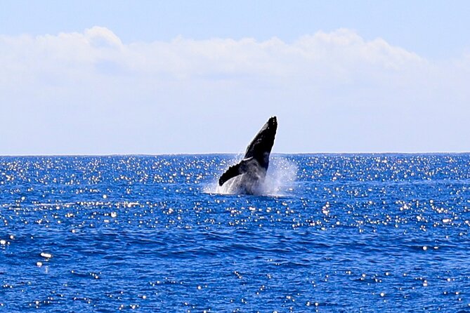 Oahu Whale Watch Tour & Waikiki Sunset Boat Tour - Group size, atmosphere, and who this tour fits best