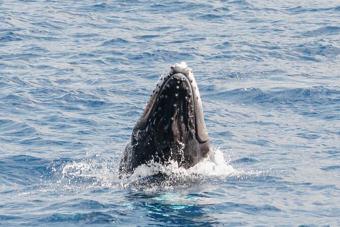 Oahu Whale Watch Tour & Waikiki Sunset Boat Tour - Booking timing, weather reality, and a simple plan B