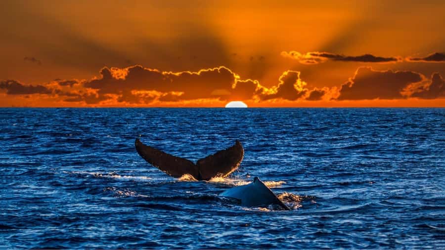 Oahu: Whale Watching Cruise Whales Guaranteed - Why this 90-minute whale cruise starts at Kewalo Basin Pier B