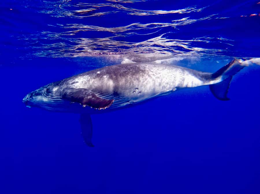 Oahu: Whale Watching Cruise Whales Guaranteed - The 45 minutes near Waikiki Beach: city views, then whales